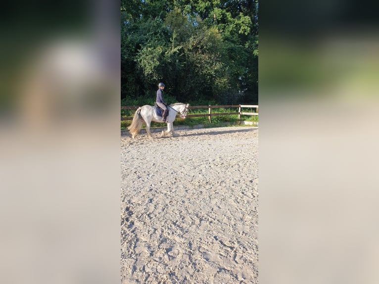 Tinker Wallach 5 Jahre 147 cm Roan-Blue in Rehlingen