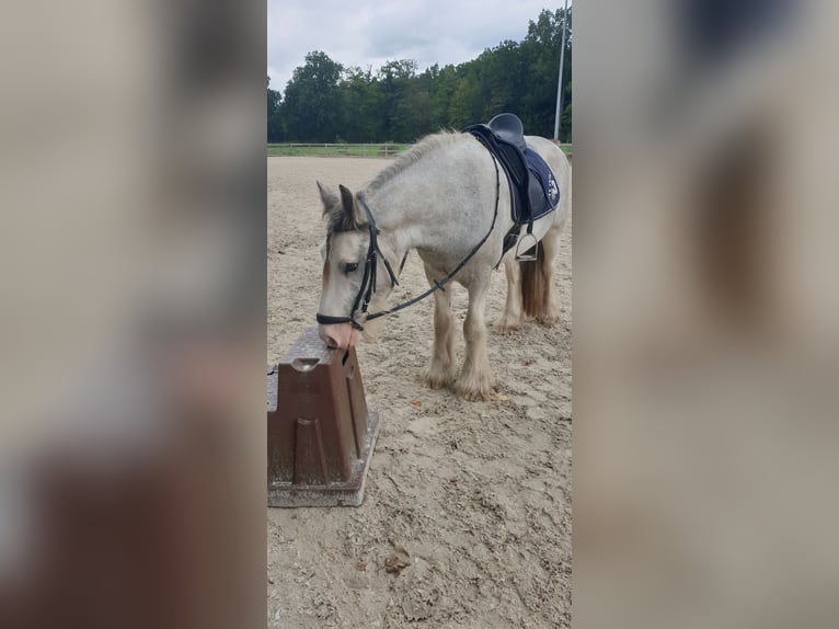 Tinker Wallach 5 Jahre 147 cm Roan-Blue in Rehlingen