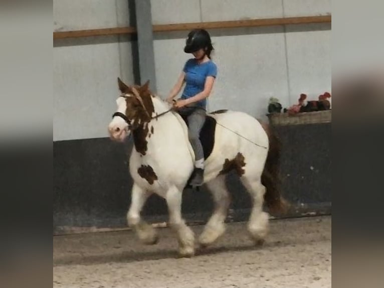 Tinker Wallach 5 Jahre 149 cm Schecke in Nettetal