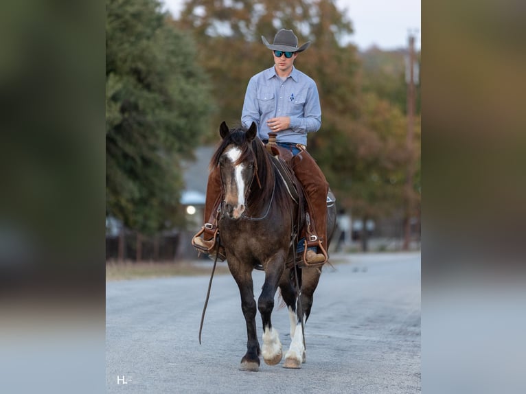Tinker Mix Wallach 5 Jahre 150 cm Buckskin in Weatherford