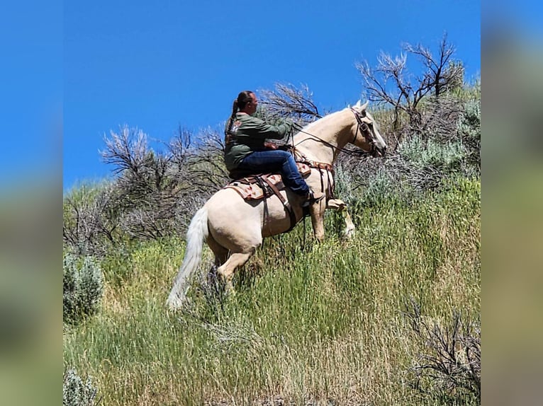 Tinker Mix Wallach 5 Jahre 150 cm Palomino in Blackfoot, ID