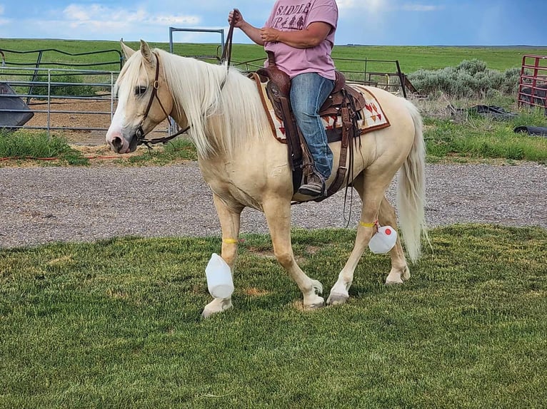 Tinker Mix Wallach 5 Jahre 150 cm Palomino in Blackfoot, ID