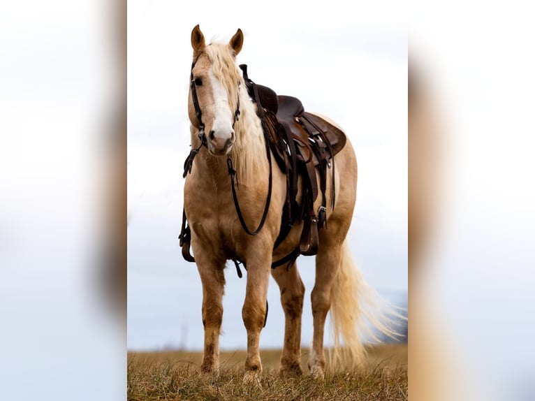 Tinker Mix Wallach 5 Jahre 150 cm Palomino in Blackfoot, ID