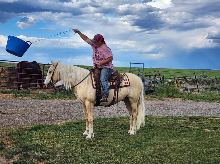 Tinker Mix Wallach 5 Jahre 150 cm Palomino in Blackfoot, ID