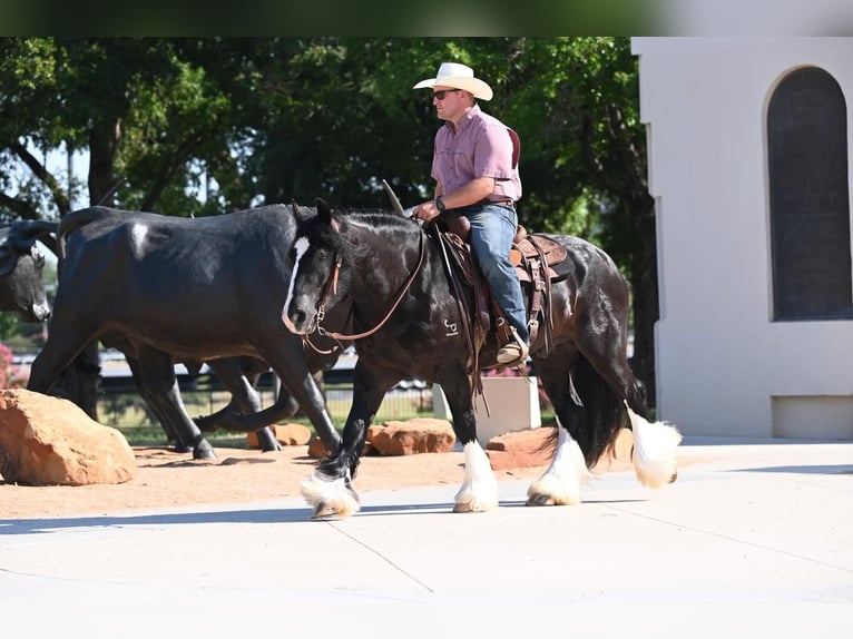 Tinker Wallach 5 Jahre 150 cm Rappe in Canyon, TX