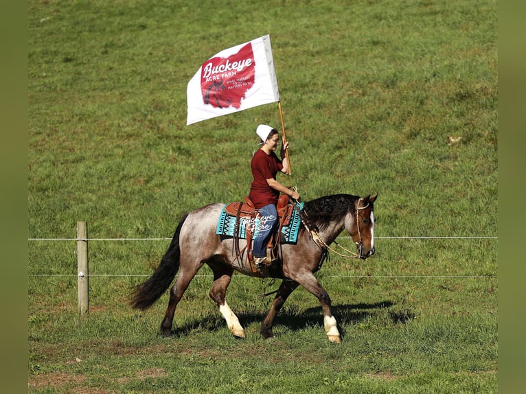 Tinker Mix Wallach 5 Jahre 150 cm Roan-Bay in Millersburg