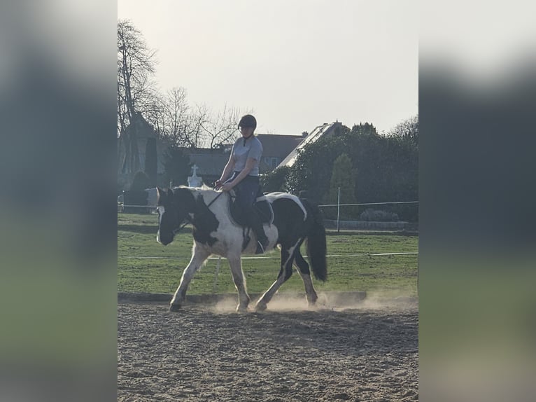 Tinker Wallach 5 Jahre 150 cm Schecke in Drebber