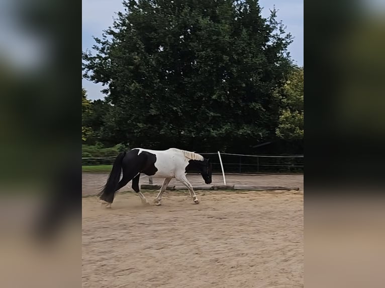 Tinker Wallach 5 Jahre 150 cm Schecke in Drebber