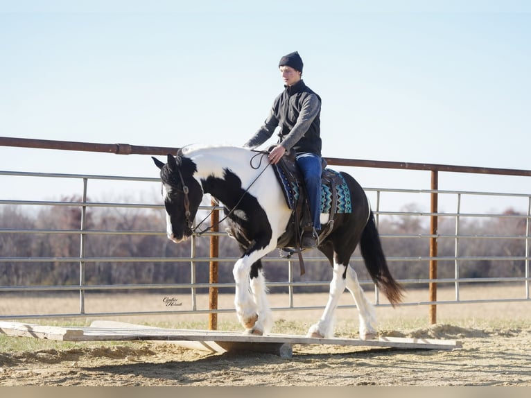 Tinker Mix Wallach 5 Jahre 150 cm Schecke in Fairbank