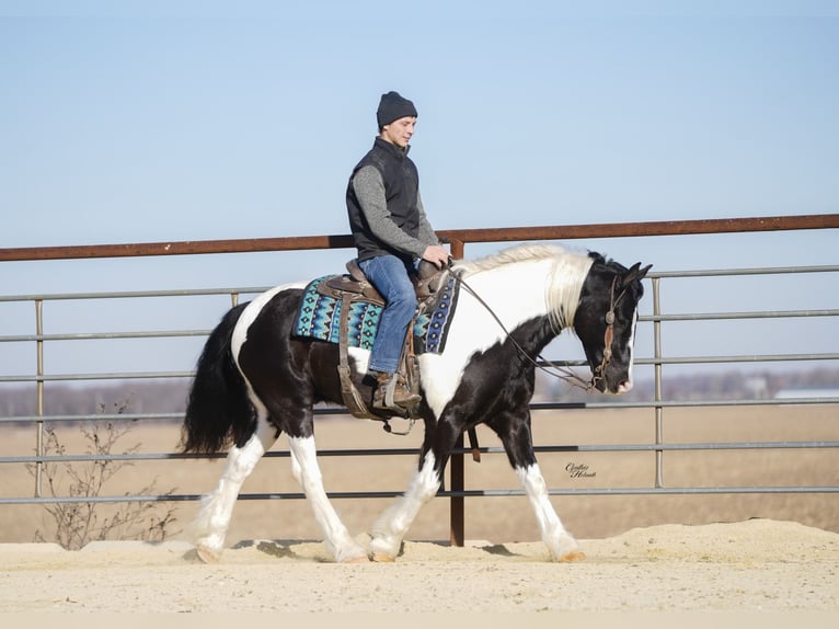 Tinker Mix Wallach 5 Jahre 150 cm Schecke in Fairbank