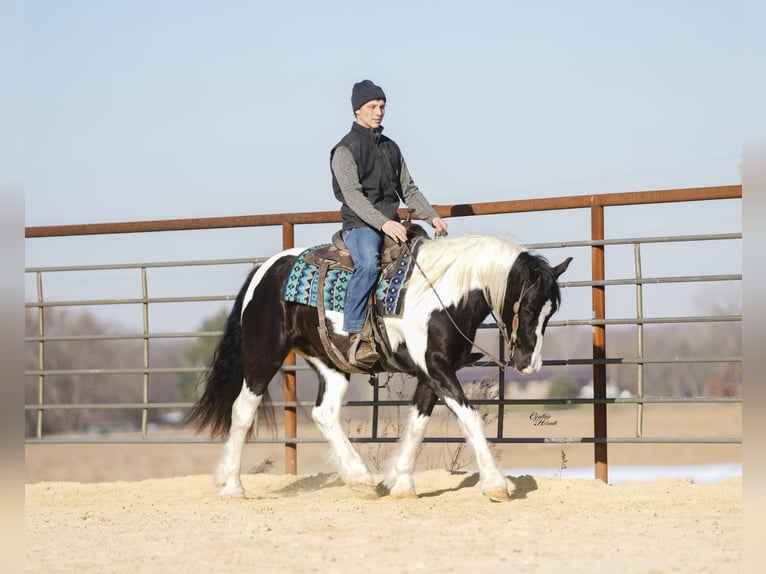 Tinker Mix Wallach 5 Jahre 150 cm Schecke in Fairbank