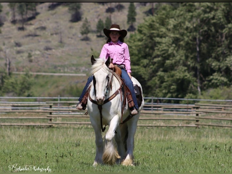 Tinker Wallach 5 Jahre 150 cm in Wendell, ID