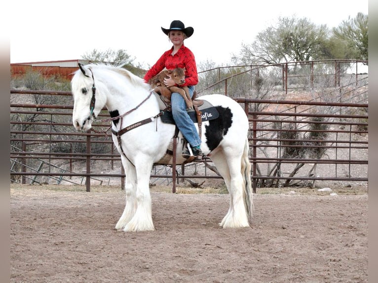 Tinker Wallach 5 Jahre 150 cm in Wendell, ID