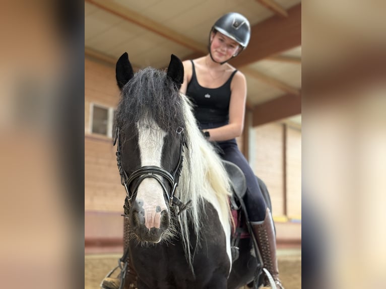 Tinker Wallach 5 Jahre 152 cm  in Achstetten