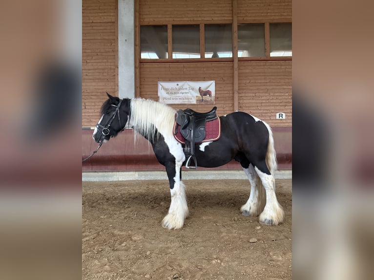 Tinker Wallach 5 Jahre 152 cm  in Achstetten