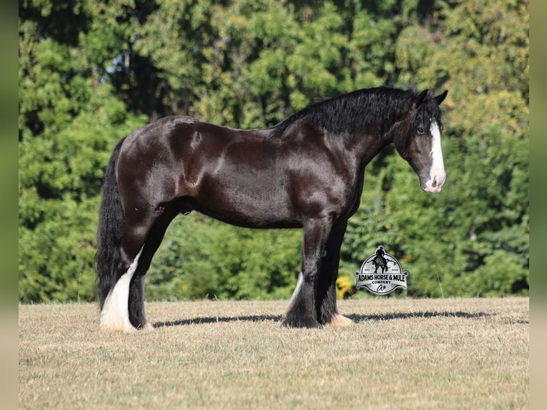 Tinker Wallach 5 Jahre 152 cm Rappe in Mount Vernon