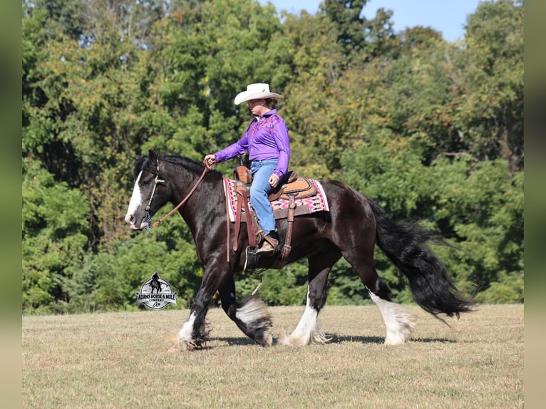 Tinker Wallach 5 Jahre 152 cm Rappe in Mount Vernon