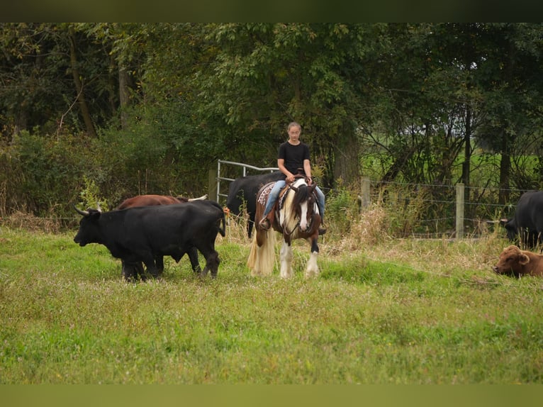 Tinker Mix Wallach 5 Jahre 152 cm Schecke in Fresno