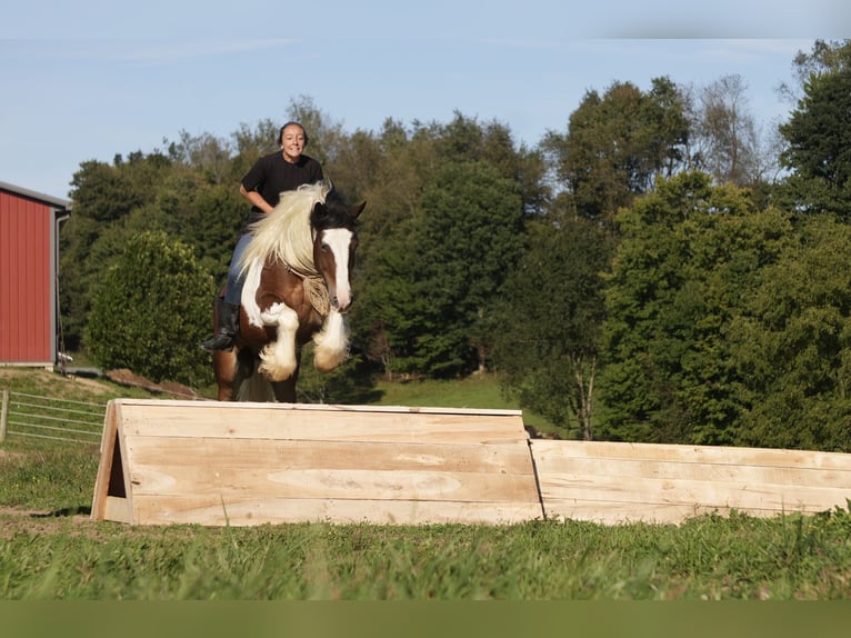 Tinker Mix Wallach 5 Jahre 152 cm Schecke in Fresno