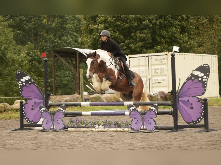 Tinker Mix Wallach 5 Jahre 152 cm Schecke in Fresno