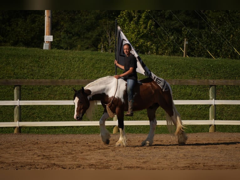 Tinker Mix Wallach 5 Jahre 152 cm Schecke in Fresno