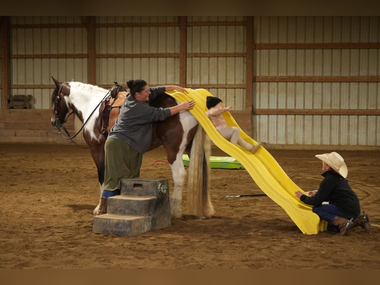 Tinker Mix Wallach 5 Jahre 152 cm Schecke in Fresno