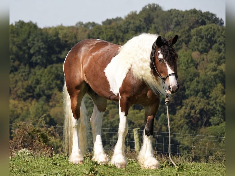 Tinker Mix Wallach 5 Jahre 152 cm Schecke in Fresno