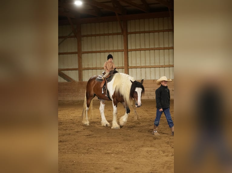 Tinker Mix Wallach 5 Jahre 152 cm Schecke in Fresno