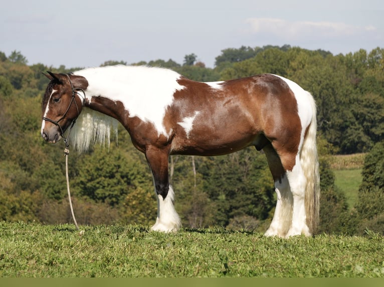 Tinker Mix Wallach 5 Jahre 152 cm Schecke in Fresno