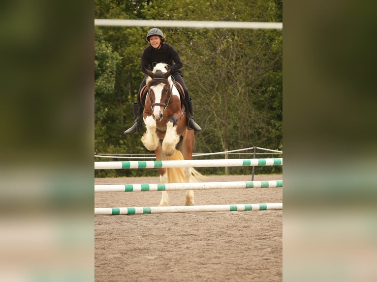 Tinker Mix Wallach 5 Jahre 152 cm Schecke in Fresno