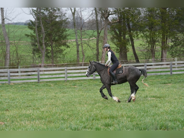 Tinker Mix Wallach 5 Jahre 152 cm Schimmel in Clover