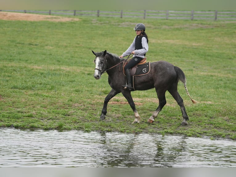 Tinker Mix Wallach 5 Jahre 152 cm Schimmel in Clover