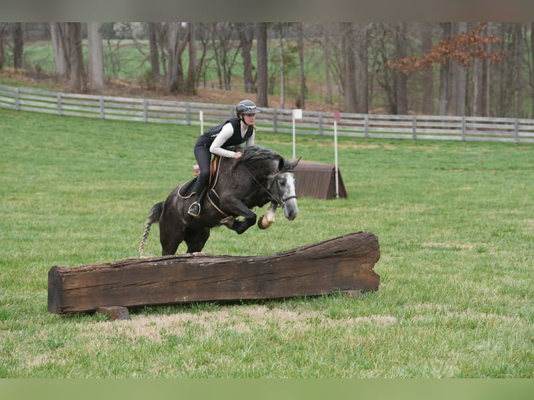 Tinker Mix Wallach 5 Jahre 152 cm Schimmel in Clover