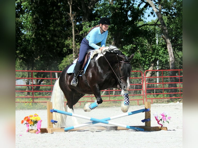 Tinker Wallach 5 Jahre 152 cm Tobiano-alle-Farben in Half Way, MO