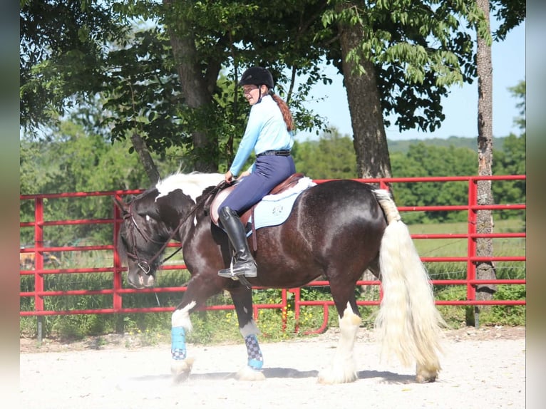 Tinker Wallach 5 Jahre 152 cm Tobiano-alle-Farben in Half Way, MO