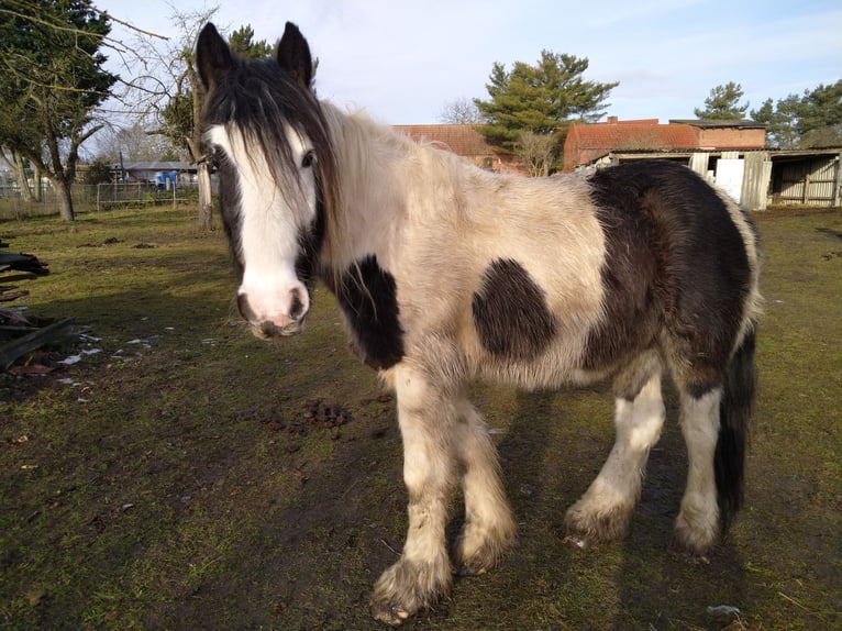 Tinker Wallach 5 Jahre 155 cm  in Elbe-Parey