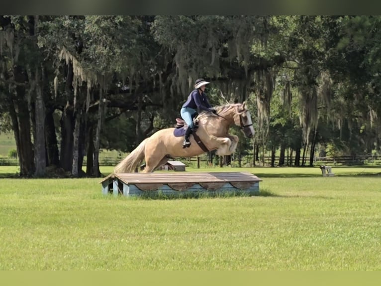 Tinker Wallach 5 Jahre 163 cm Palomino in Weirsdale