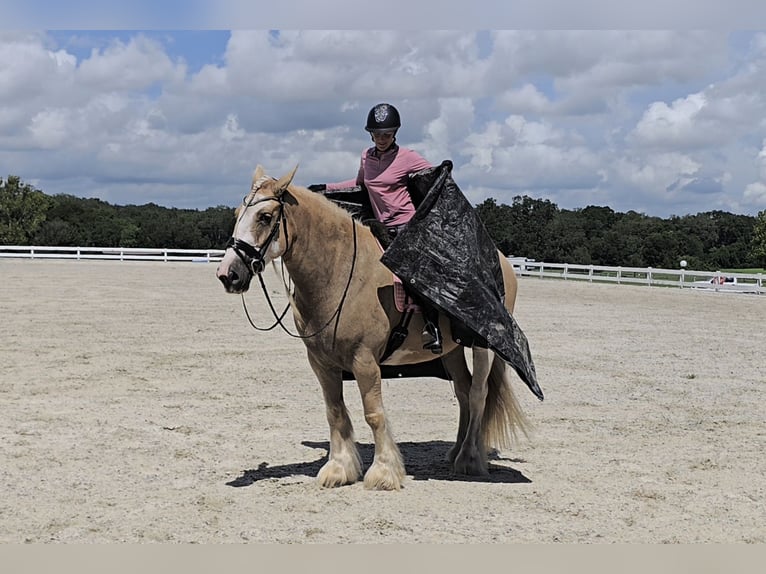 Tinker Wallach 5 Jahre 163 cm Palomino in Weirsdale
