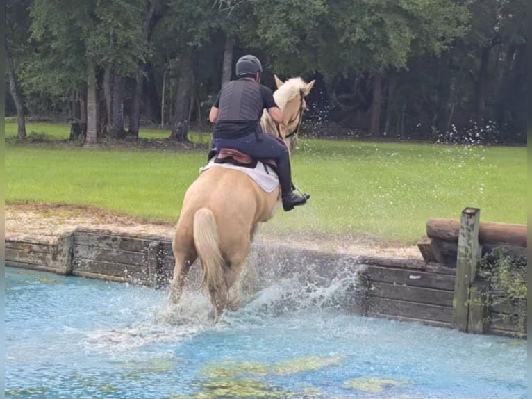 Tinker Wallach 5 Jahre 163 cm Palomino in Weirsdale
