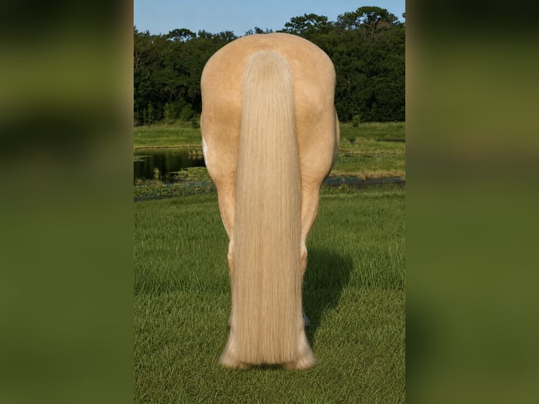 Tinker Wallach 5 Jahre 163 cm Palomino in Weirsdale