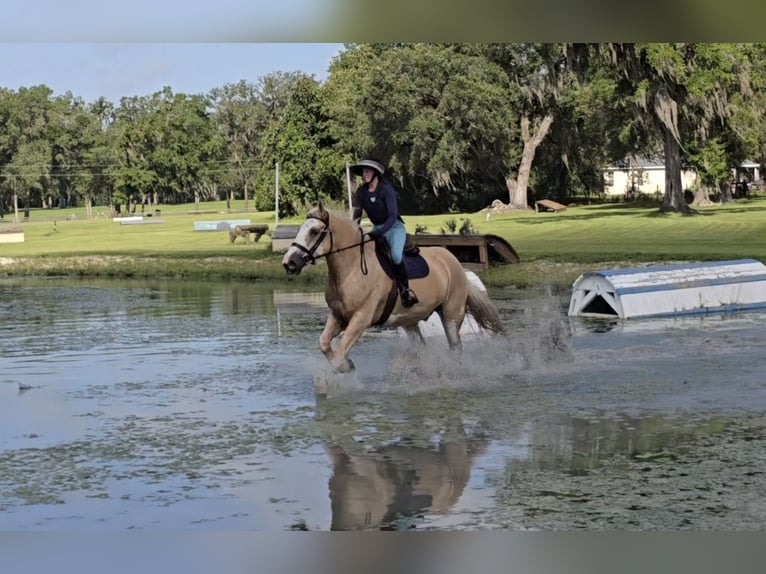 Tinker Wallach 5 Jahre 163 cm Palomino in Weirsdale