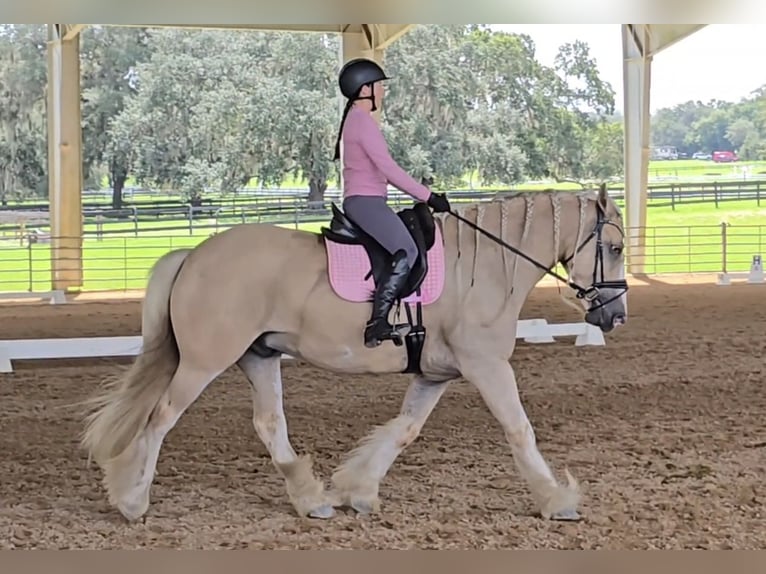 Tinker Wallach 5 Jahre 163 cm Palomino in Weirsdale
