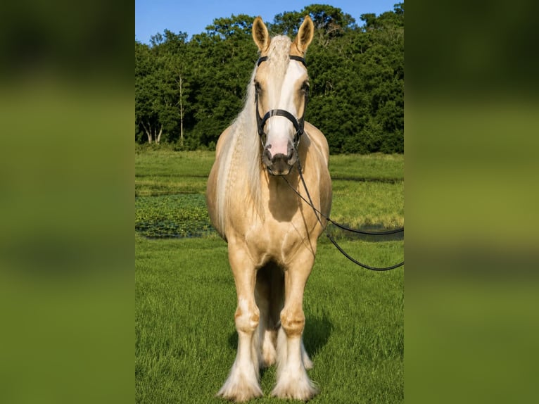 Tinker Wallach 5 Jahre 163 cm Palomino in Weirsdale