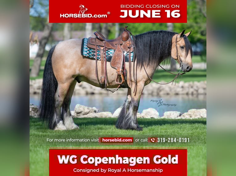 Tinker Wallach 5 Jahre Buckskin in Hazleton, IA