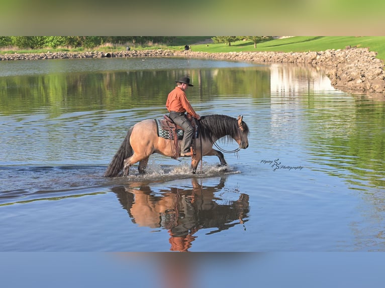Tinker Wallach 5 Jahre Buckskin in Hazleton, IA