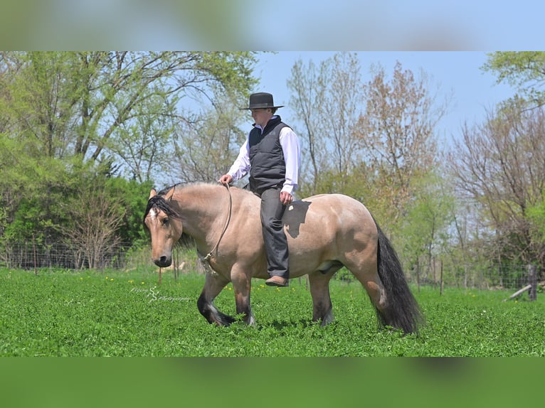Tinker Wallach 5 Jahre Buckskin in Hazleton, IA