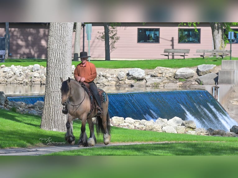 Tinker Wallach 5 Jahre Buckskin in Hazleton, IA