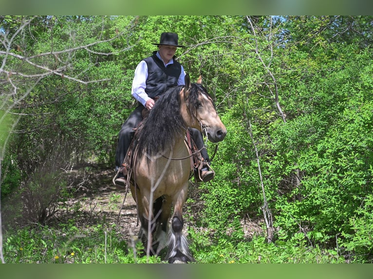 Tinker Wallach 5 Jahre Buckskin in Hazleton, IA