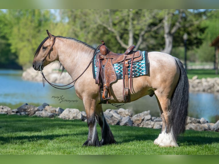 Tinker Wallach 5 Jahre Buckskin in Hazleton, IA