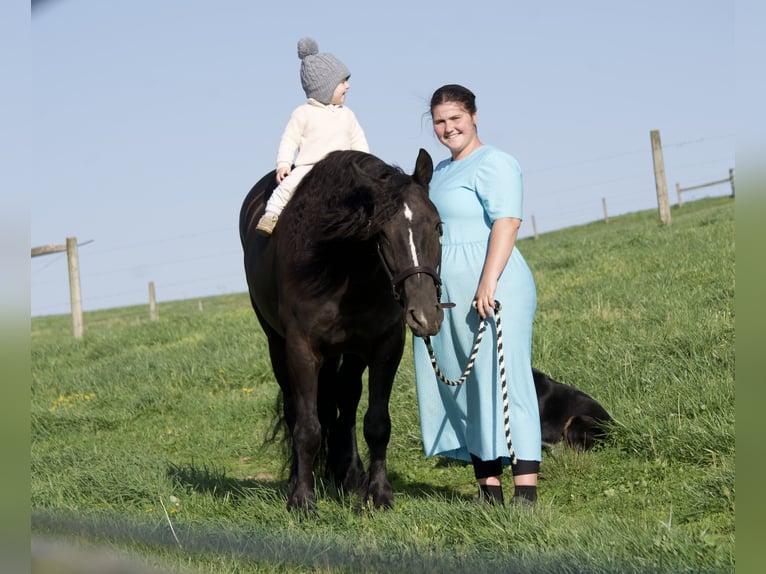 Tinker Mix Wallach 5 Jahre Rappe in Fresno